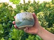 Forest Sphere Cup 8